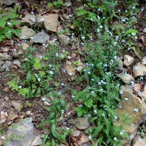 Photographie n°2434533 du taxon Myosotis decumbens Host [1827]