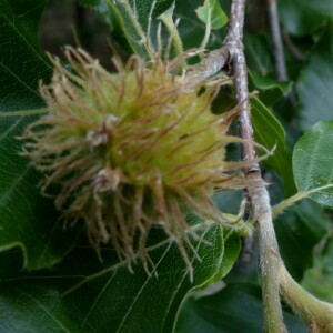 Photographie n°2434538 du taxon Fagus sylvatica L. [1753]