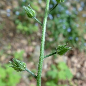 Photographie n°2434545 du taxon Myosotis decumbens Host [1827]