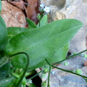 Photographie n°2434560 du taxon Myosotis decumbens Host [1827]