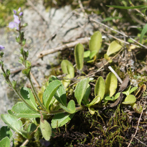 Photographie n°2434572 du taxon Veronica officinalis L. [1753]