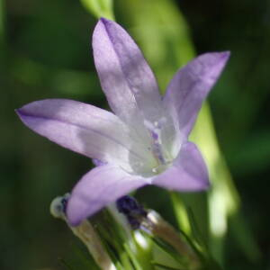 Photographie n°2434579 du taxon Campanula patula L.