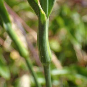 Photographie n°2434587 du taxon Dianthus carthusianorum L.