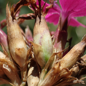 Photographie n°2434590 du taxon Dianthus carthusianorum L.