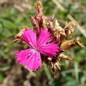 Photographie n°2434591 du taxon Dianthus carthusianorum L.