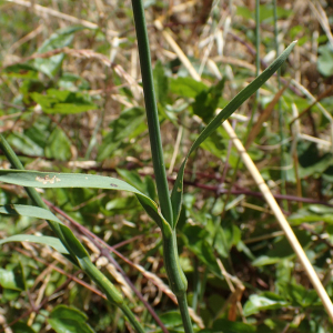 Photographie n°2434593 du taxon Dianthus carthusianorum L.