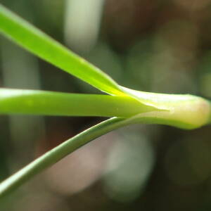 Photographie n°2434604 du taxon Dianthus graniticus Jord.