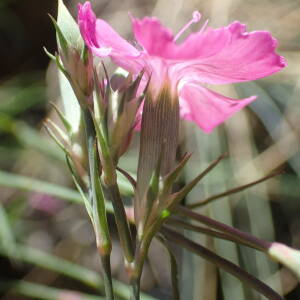 Photographie n°2434605 du taxon Dianthus graniticus Jord.