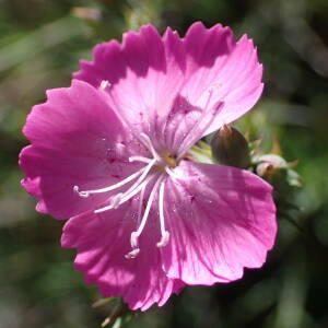 Photographie n°2434606 du taxon Dianthus graniticus Jord.