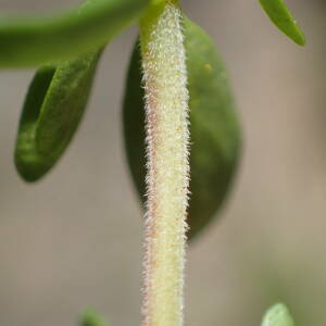 Photographie n°2434617 du taxon Thymus nitens Lamotte