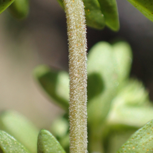 Photographie n°2434619 du taxon Thymus nitens Lamotte