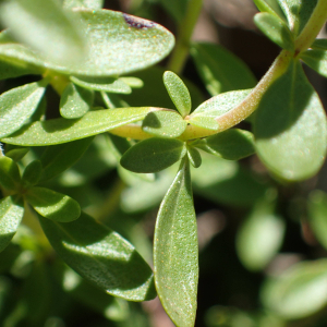 Photographie n°2434620 du taxon Thymus nitens Lamotte