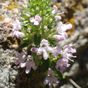 Photographie n°2434621 du taxon Thymus nitens Lamotte