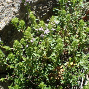Photographie n°2434624 du taxon Thymus nitens Lamotte