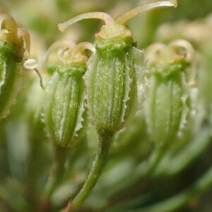 Photographie n°2434644 du taxon Laserpitium latifolium L.