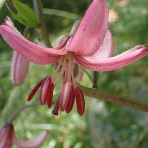 Photographie n°2434657 du taxon Lilium martagon L.