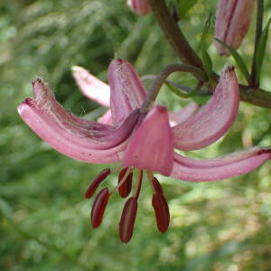 Photographie n°2434658 du taxon Lilium martagon L.