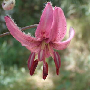 Photographie n°2434659 du taxon Lilium martagon L.