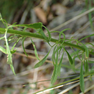 Photographie n°2434683 du taxon Anarrhinum bellidifolium (L.) Willd.
