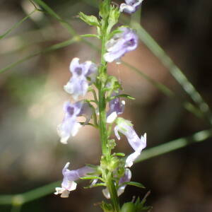 Photographie n°2434686 du taxon Anarrhinum bellidifolium (L.) Willd.