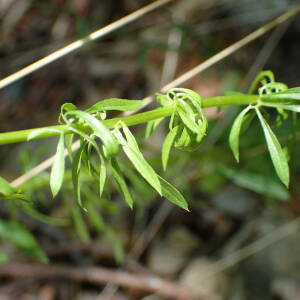 Photographie n°2434687 du taxon Anarrhinum bellidifolium (L.) Willd.