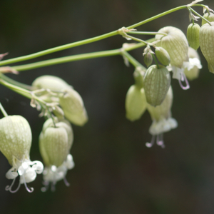 Photographie n°2434749 du taxon Silene vulgaris (Moench) Garcke [1869]