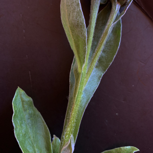 Photographie n°2434756 du taxon Centaurea montana L. [1753]