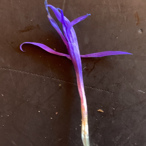 Photographie n°2434763 du taxon Centaurea montana L. [1753]