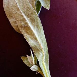 Photographie n°2434764 du taxon Centaurea montana L. [1753]