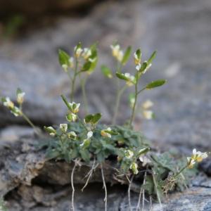  - Draba dubia Suter [1807]