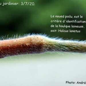 Photographie n°2434793 du taxon Holcus lanatus L. [1753]