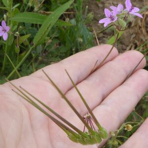 Photographie n°2434836 du taxon Erodium cicutarium (L.) L'Hér. [1789]