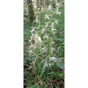 Platanthera bifolia (L.) Rich. subsp. bifolia (Orchis à deux feuilles)