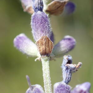 Photographie n°2434874 du taxon Lavandula angustifolia Mill.