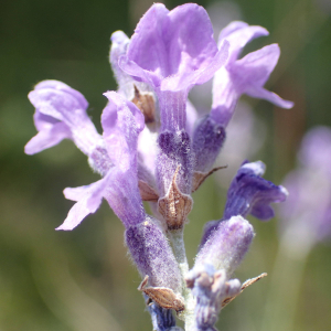 Photographie n°2434878 du taxon Lavandula angustifolia Mill.