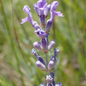 Photographie n°2434879 du taxon Lavandula angustifolia Mill.