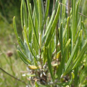 Photographie n°2434880 du taxon Lavandula angustifolia Mill.
