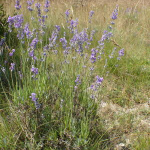 Photographie n°2434881 du taxon Lavandula angustifolia Mill.