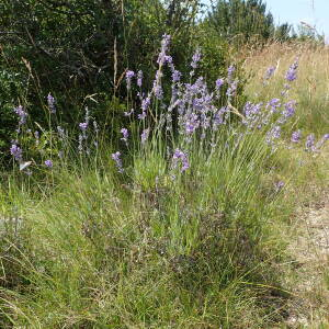 Photographie n°2434882 du taxon Lavandula angustifolia Mill.