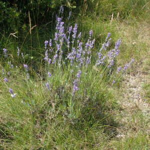 Photographie n°2434883 du taxon Lavandula angustifolia Mill.