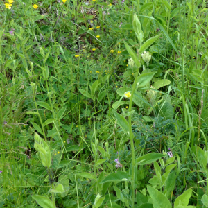  - Hieracium pseudojuranum Arv.-Touv. [1876]