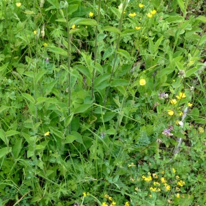  - Hieracium pseudojuranum Arv.-Touv. [1876]