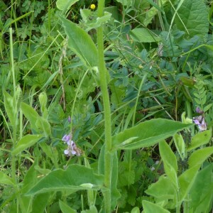  - Hieracium pseudojuranum Arv.-Touv. [1876]