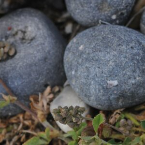 Photographie n°2434934 du taxon Medicago lupulina L.
