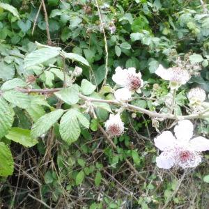 Photographie n°2434981 du taxon Rubus ulmifolius Schott [1818]