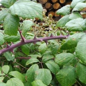 Photographie n°2434984 du taxon Rubus ulmifolius Schott [1818]