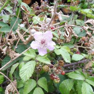 Photographie n°2434985 du taxon Rubus ulmifolius Schott [1818]