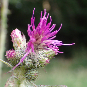 Photographie n°2435041 du taxon Cirsium palustre (L.) Scop.