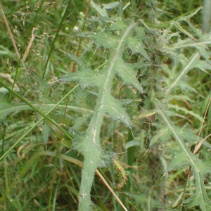 Photographie n°2435045 du taxon Cirsium palustre (L.) Scop.