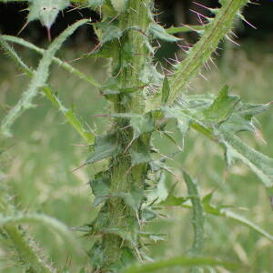 Photographie n°2435046 du taxon Cirsium palustre (L.) Scop.